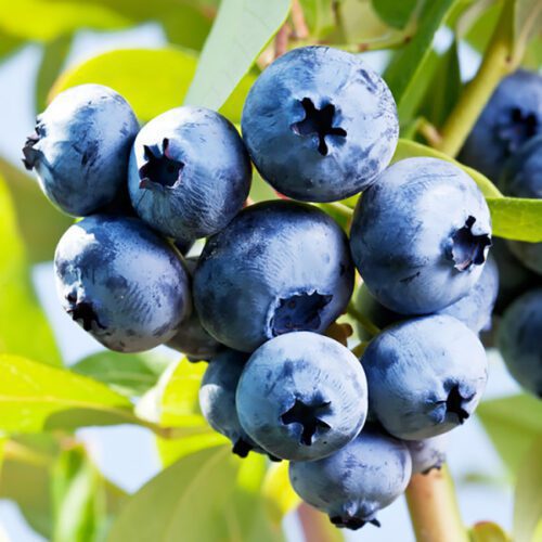 chandler blueberry 600x600 1 chandler blueberry 600x600 1