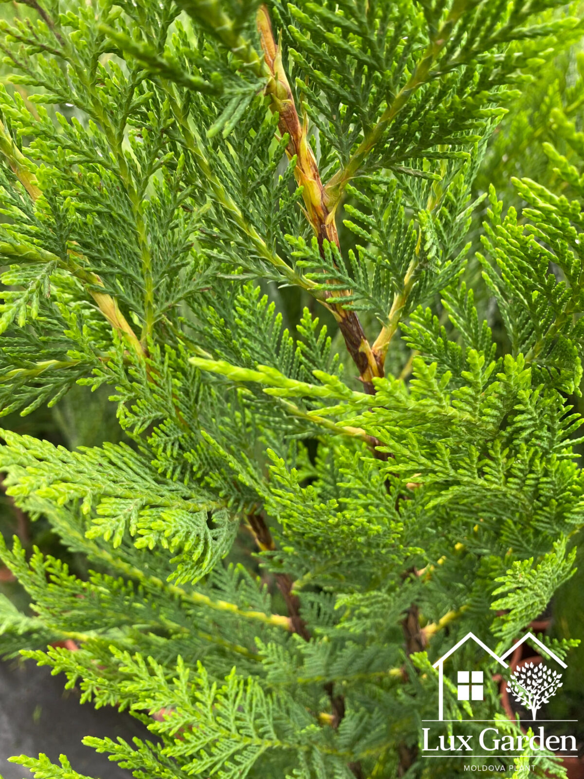 cupressocyparis leilandii scaled cupressocyparis leilandii scaled