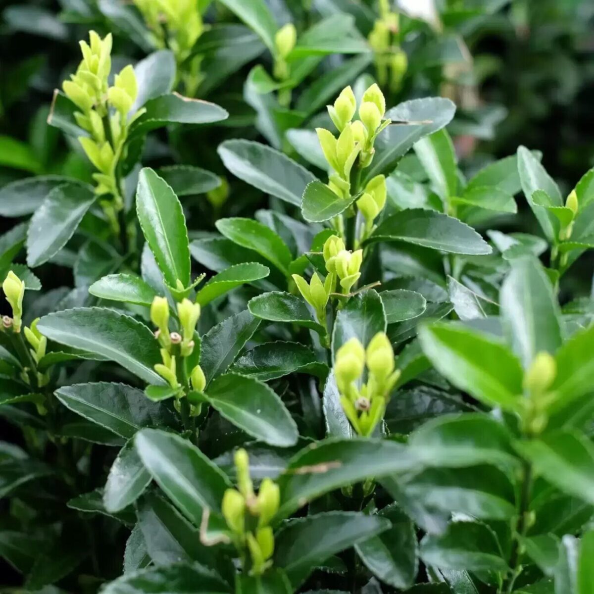euonymus japonicus francien 1536x1536 61f331dba67fb l euonymus japonicus francien 1536x1536 61f331dba67fb l