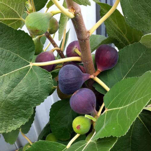 fig diggers purple heart wfrr 7b682419 53cf 48da aa3b 52ab3b14e257 2048x fig diggers purple heart wfrr 7b682419 53cf 48da aa3b 52ab3b14e257 2048x