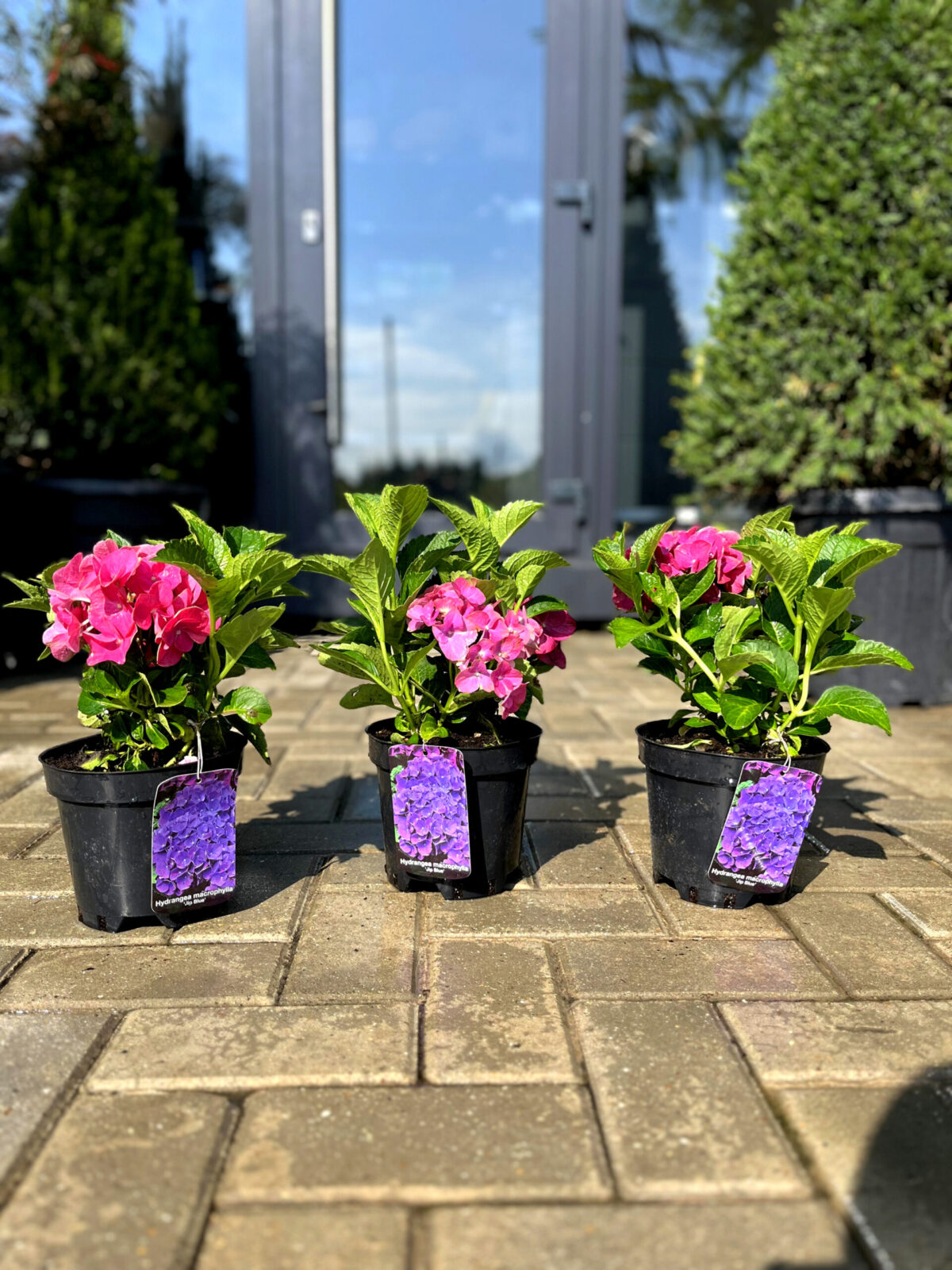 hortensia jip blue 275 scaled hortensia jip blue 275 scaled