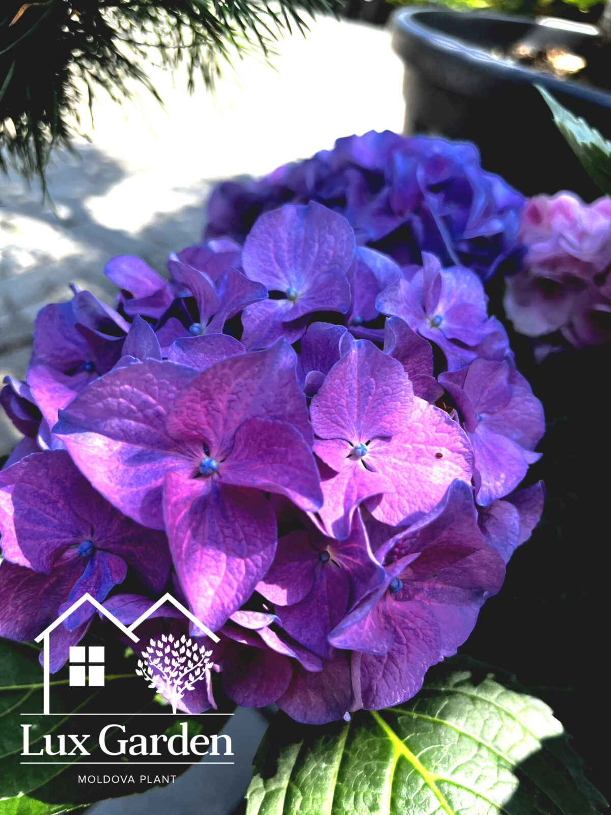 hortensia jip blue scaled hortensia jip blue scaled