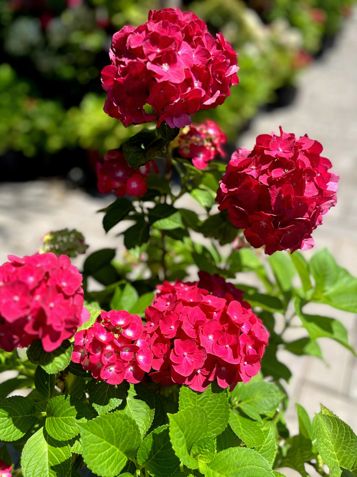 hortensia macrophylla hot red 380 scaled hortensia macrophylla hot red 380 scaled