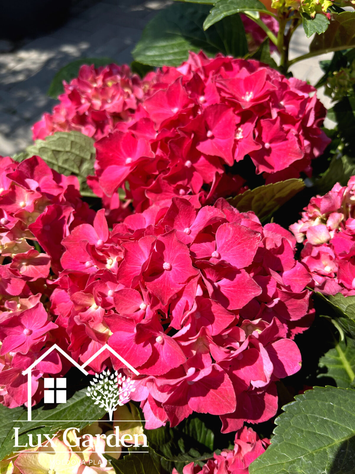 hortensia macrophylla hot red scaled hortensia macrophylla hot red scaled