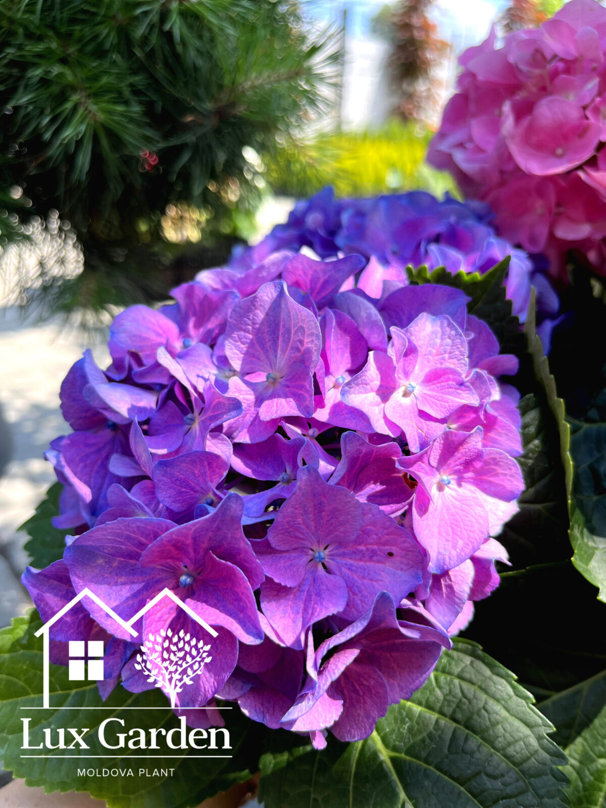hortensia macrophylla jip blue scaled hortensia macrophylla jip blue scaled