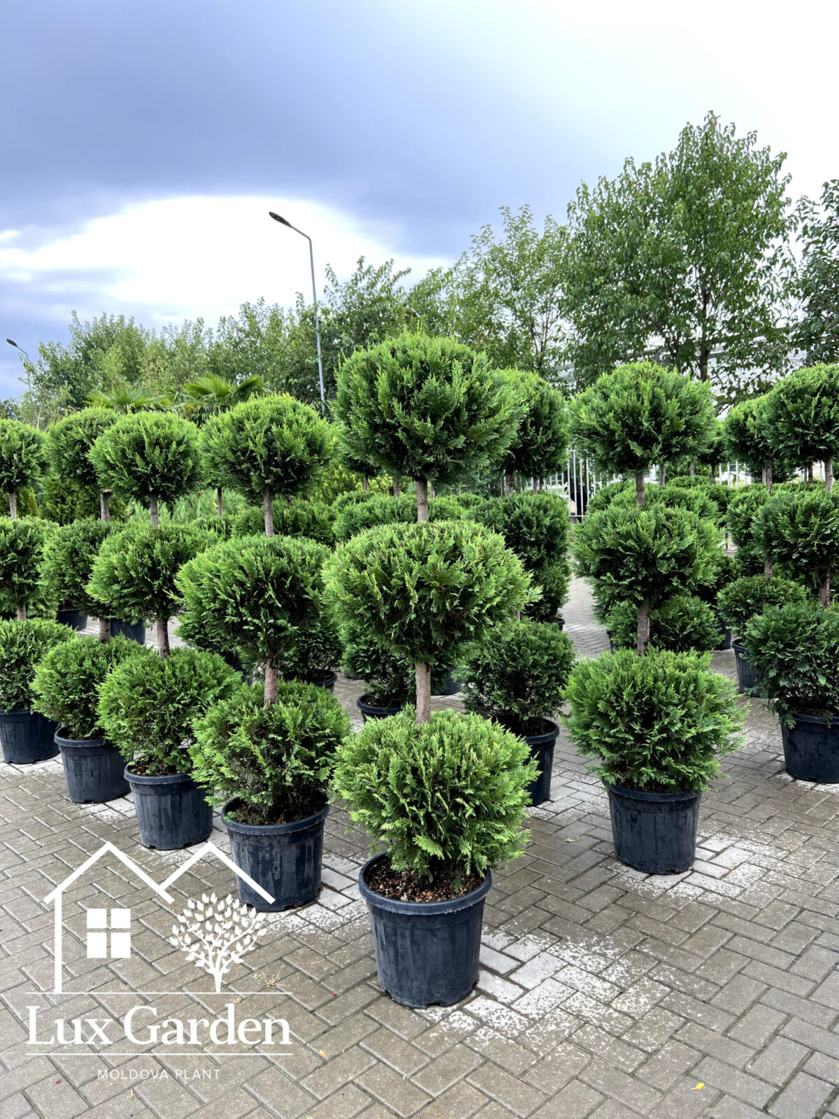 leylandii 3 globuri 1 scaled leylandii 3 globuri 1 scaled