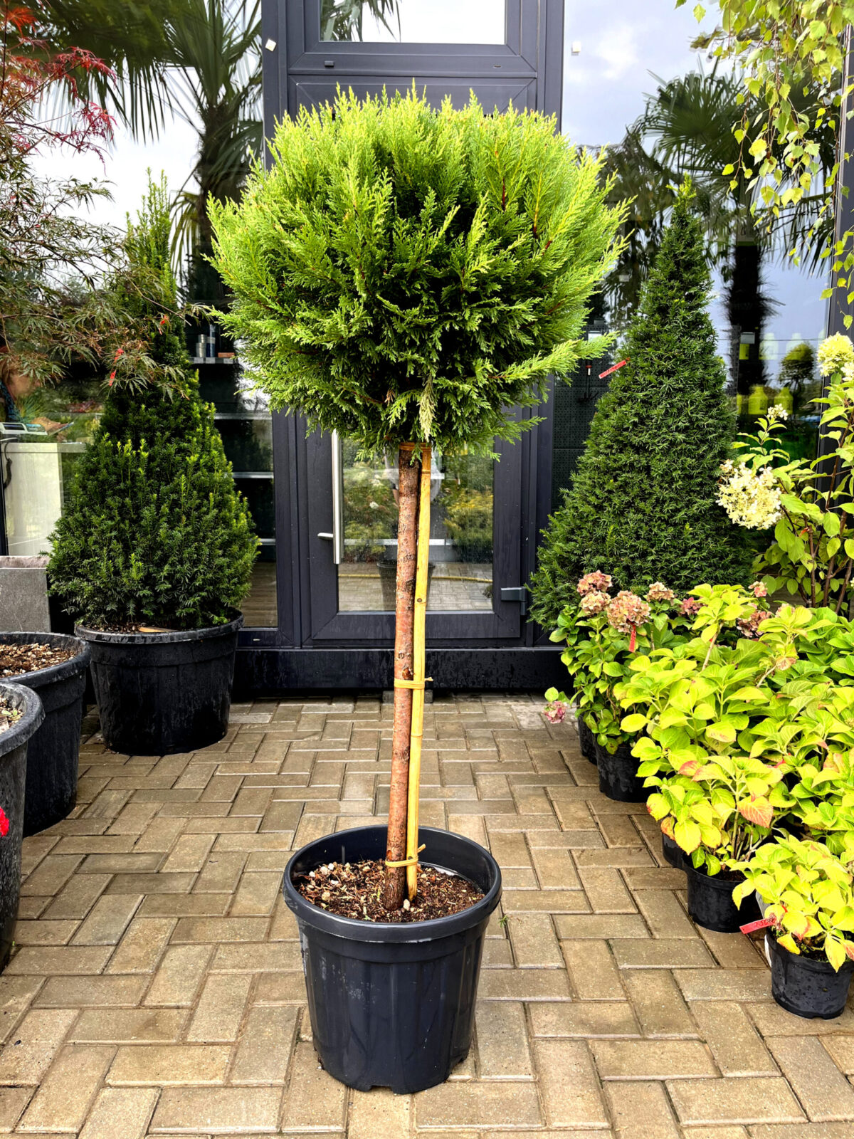leylandii cstlewellna gold 2500 scaled leylandii cstlewellna gold 2500 scaled