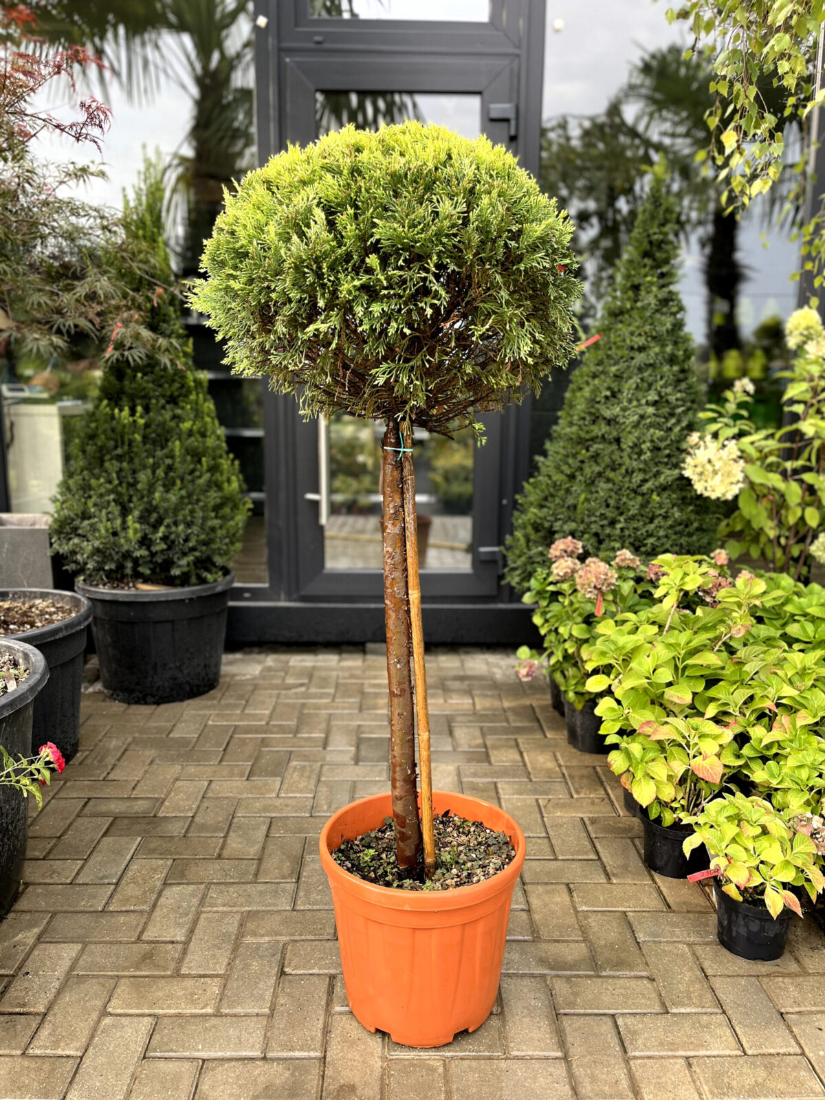 leylandii gold rider 2500 scaled leylandii gold rider 2500 scaled