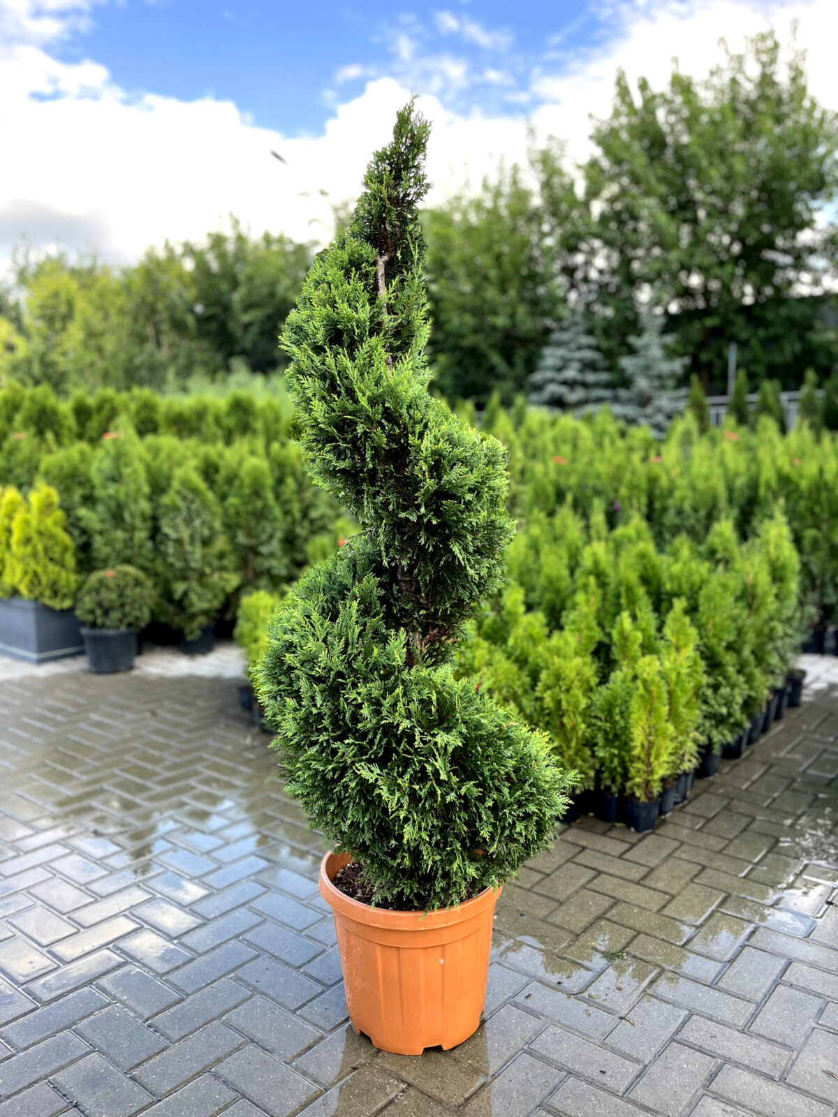 leylandii spirala 2450 scaled leylandii spirala 2450 scaled
