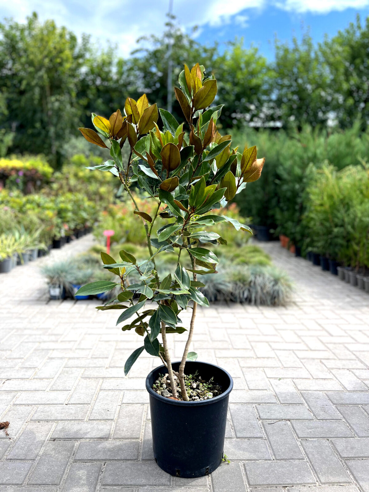 magnolia grandiflora 1250 scaled magnolia grandiflora 1250 scaled