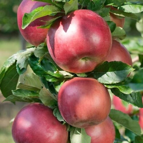 malus idared cac2 1 malus idared cac2 1