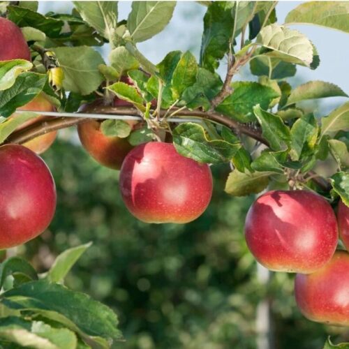 malus idared cac3 malus idared cac3