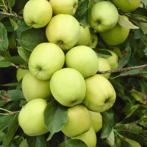 malus domestica golden delicious 1 malus domestica golden delicious 1
