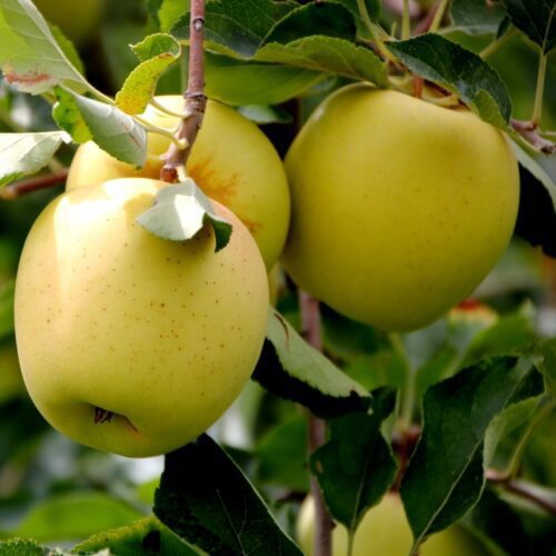 mar golden delicious mar golden delicious