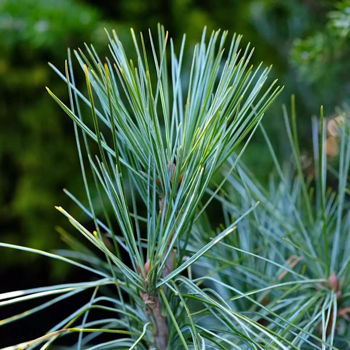 pinus densa hill 1664x1664 6229eb87aa167 l pinus densa hill 1664x1664 6229eb87aa167 l