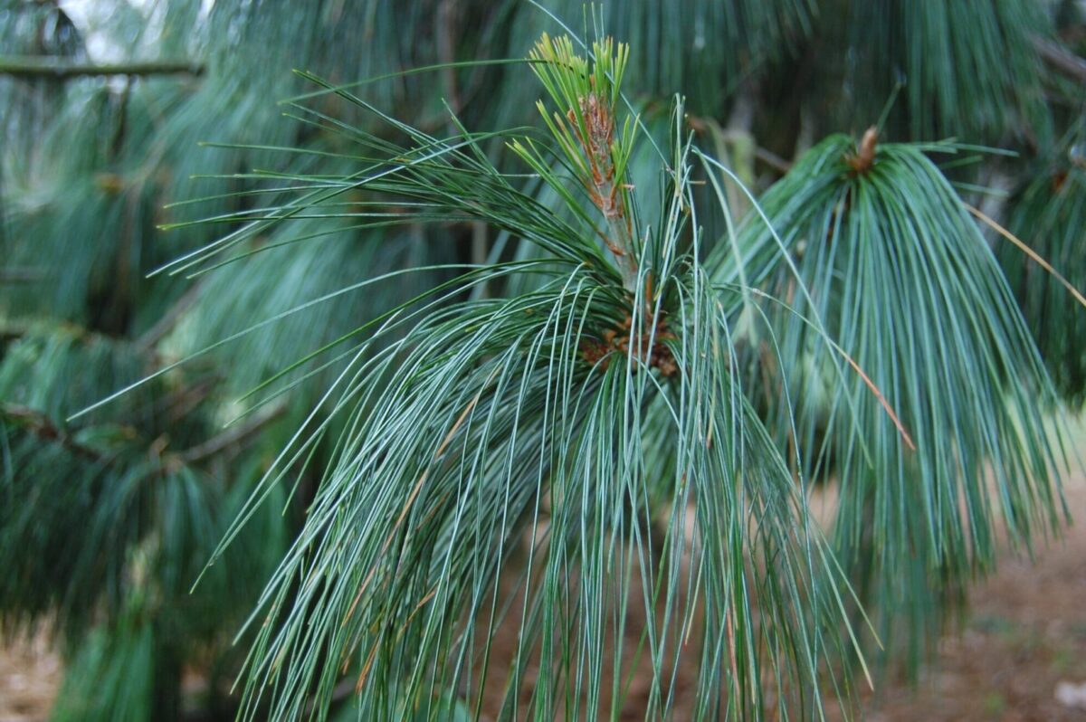 pinus wallichiana leaf scaled pinus wallichiana leaf scaled