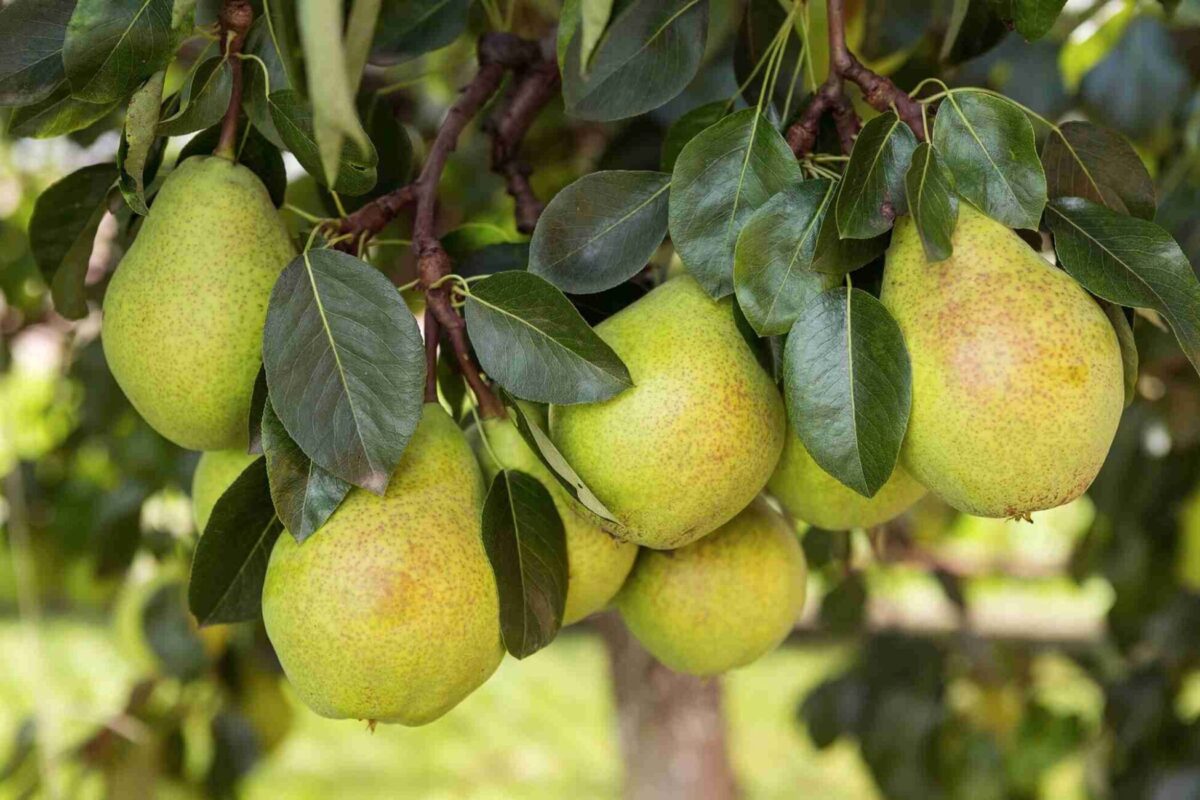 plantnet rootstock pear Dwarf Willams scaled plantnet rootstock pear Dwarf Willams scaled