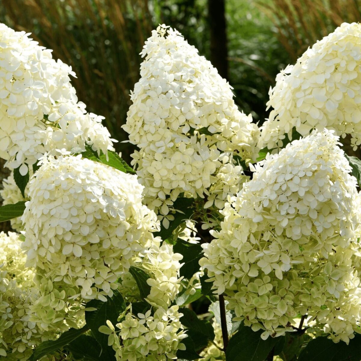 pluimhortensia limelight a43c pluimhortensia limelight a43c