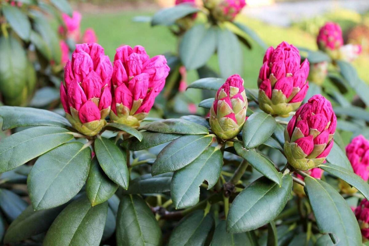 rhododendron 1403785 1920comp 1464x976 1 rhododendron 1403785 1920comp 1464x976 1