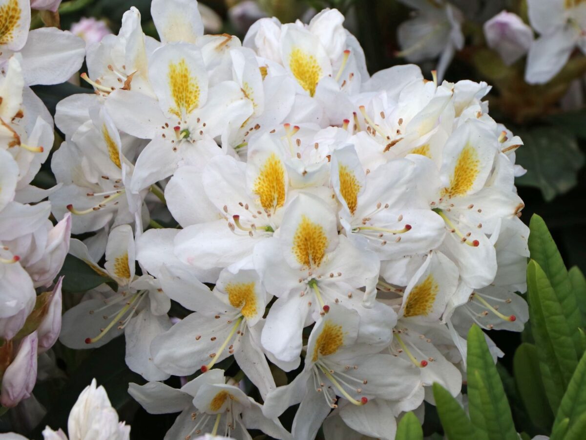 rhododendron madame masson m003750 w 2 rhododendron madame masson m003750 w 2
