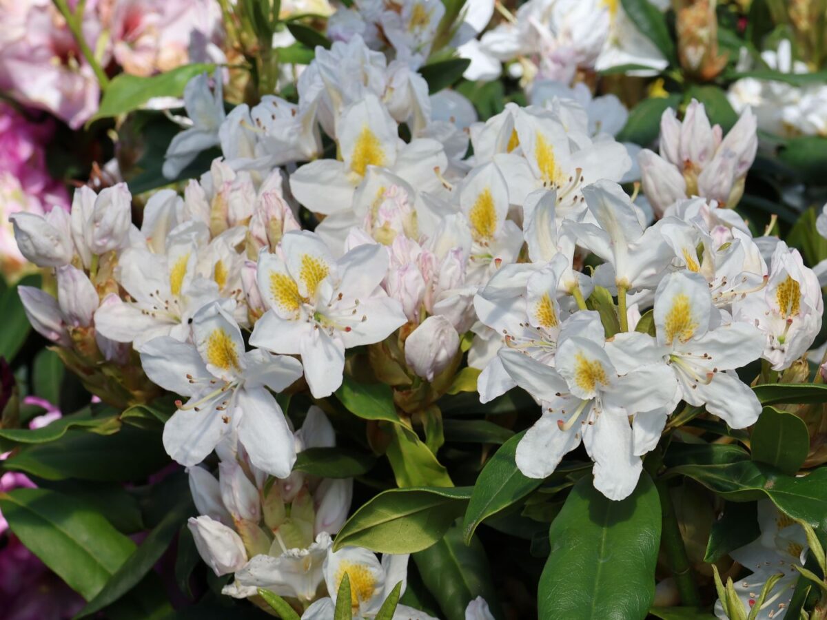 rhododendron madame masson m003750 w 5 rhododendron madame masson m003750 w 5