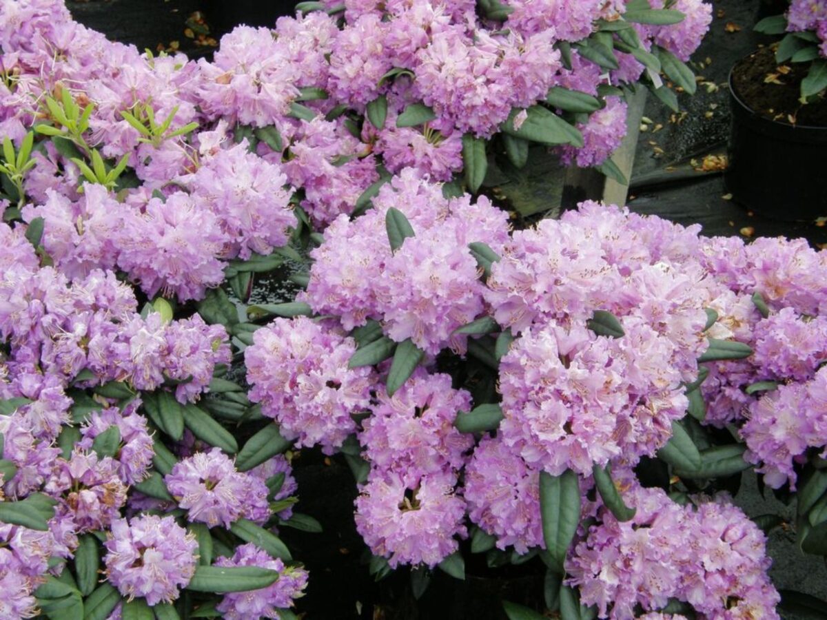 rhododendron x cult. alfred iii grossblumiger rhododendron rhododendron x cult. alfred iii grossblumiger rhododendron