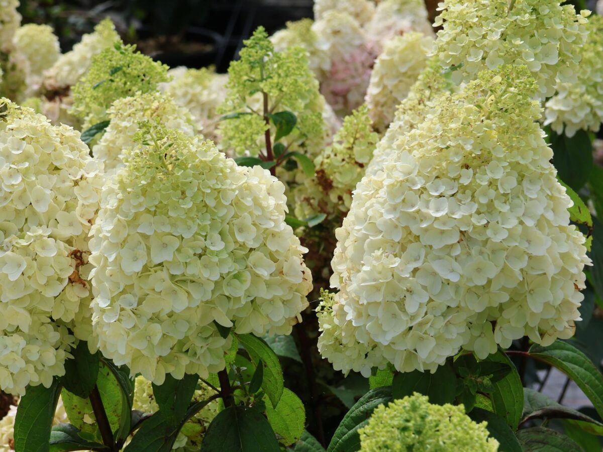 rispenhortensie magical mont blanc m103451 w 4 rispenhortensie magical mont blanc m103451 w 4