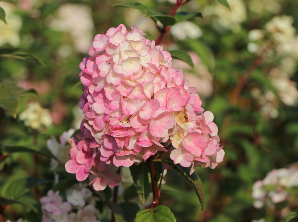 rispenhortensie sundae fraise m054677 w 1 rispenhortensie sundae fraise m054677 w 1