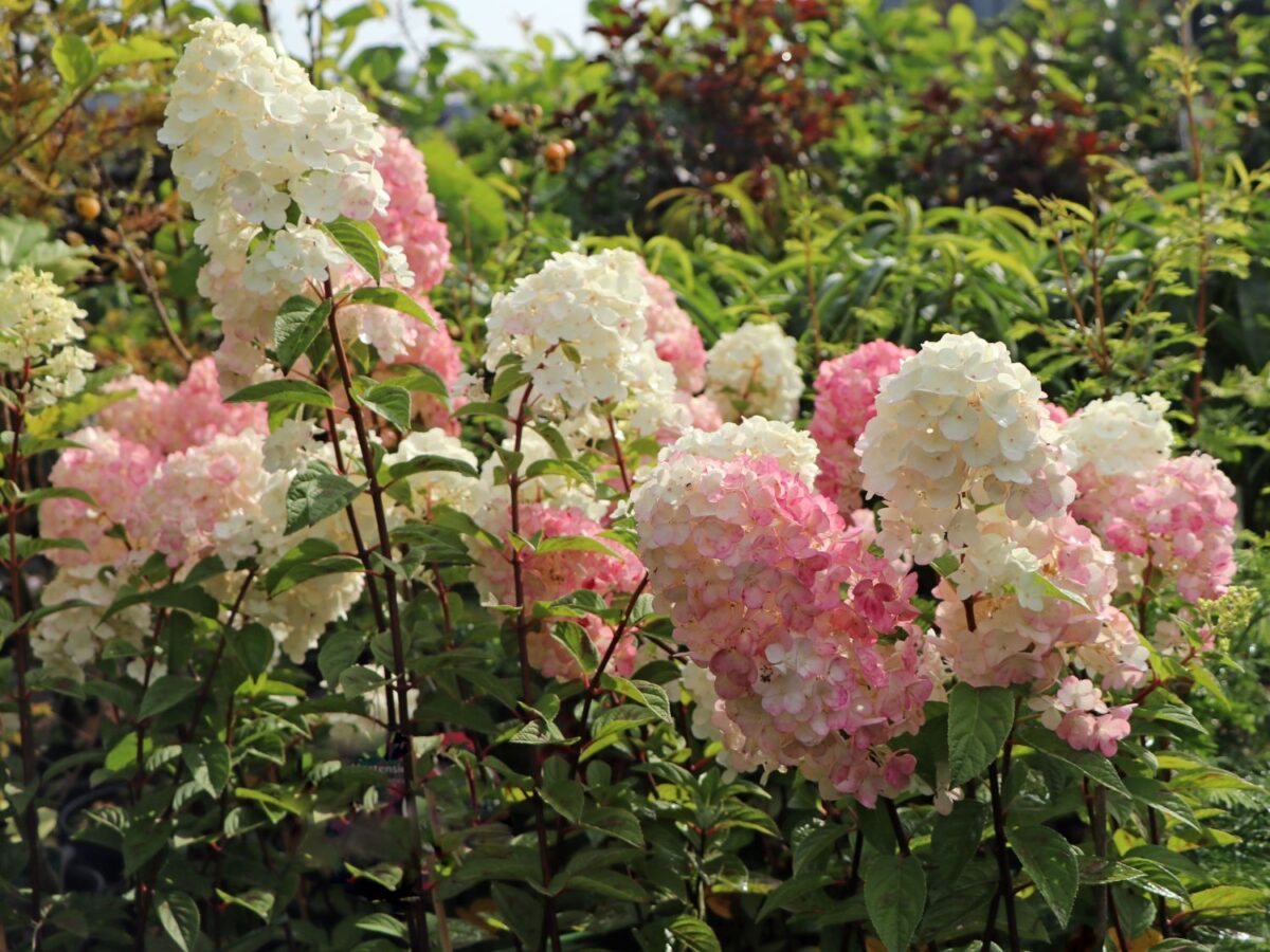 rispenhortensie sundae fraise m054677 w 4 rispenhortensie sundae fraise m054677 w 4