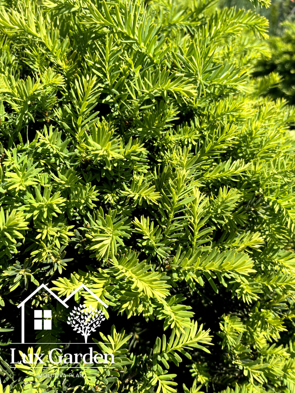 taxus baccata glob scaled taxus baccata glob scaled