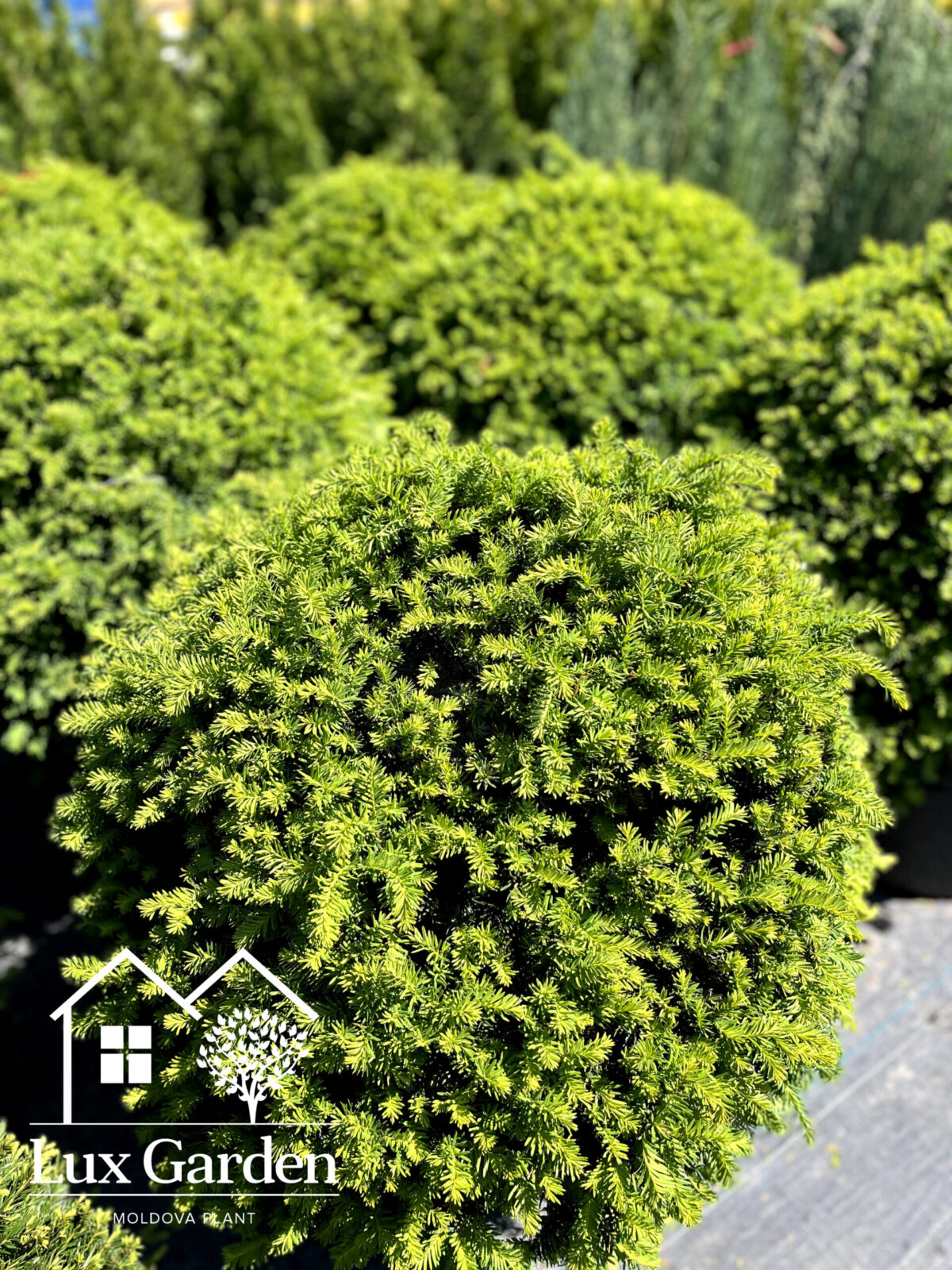 taxus glob 3800 1 scaled taxus glob 3800 1 scaled