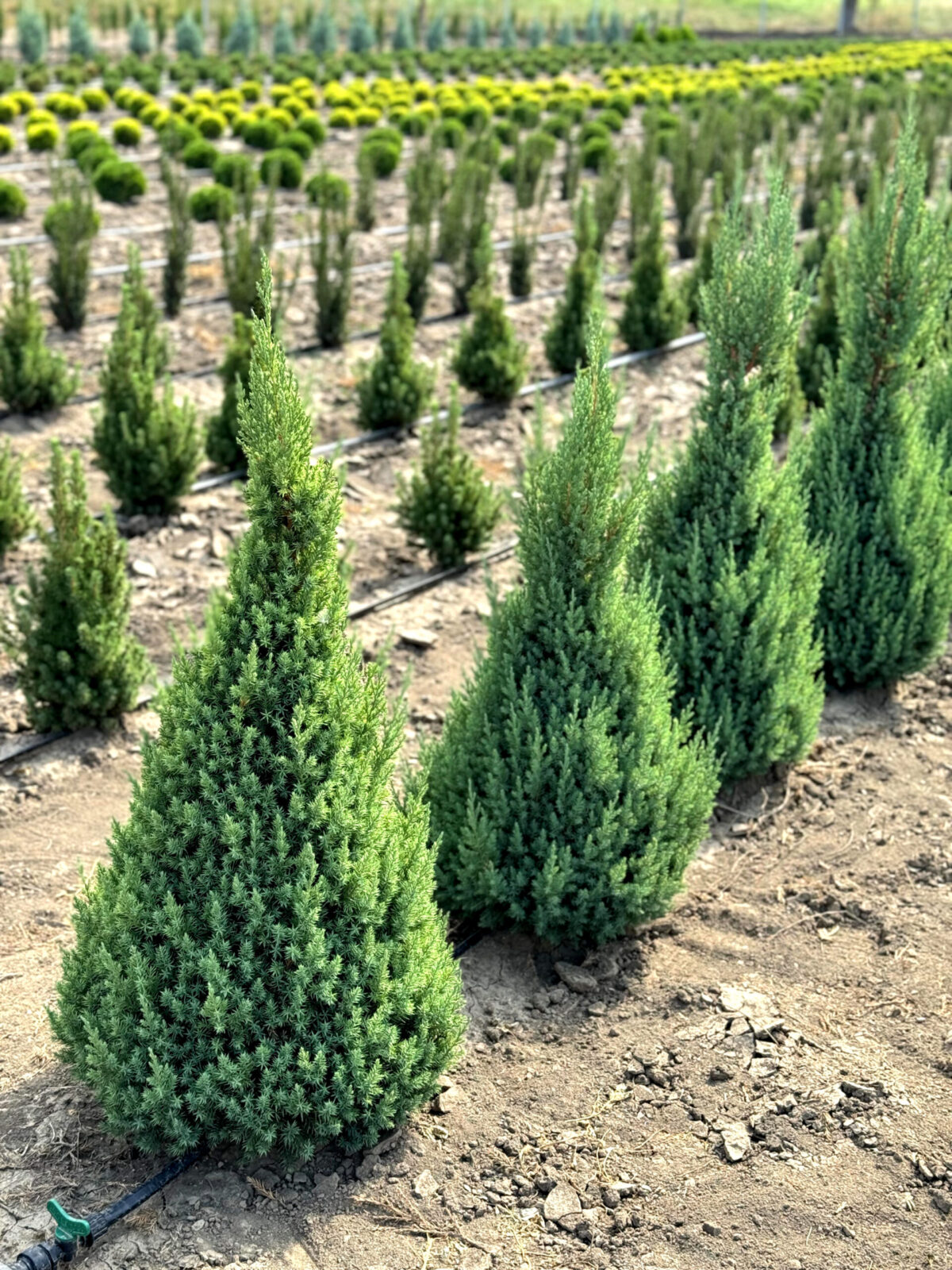 ienupar chinez stricta scaled ienupar chinez stricta scaled