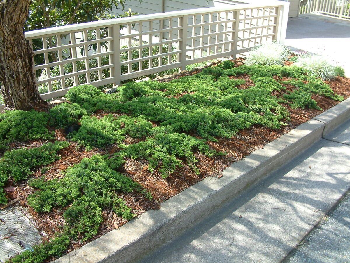 ienupar tarator procumbens nana ienupar tarator procumbens nana