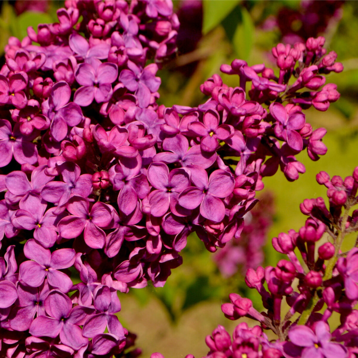 liliac mov deschis liliac mov deschis