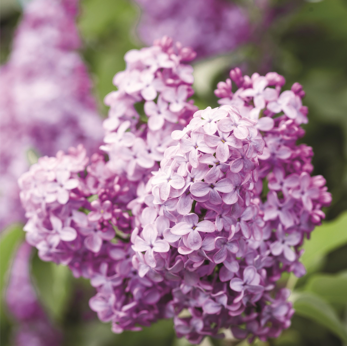 liliac violet 2 liliac violet 2