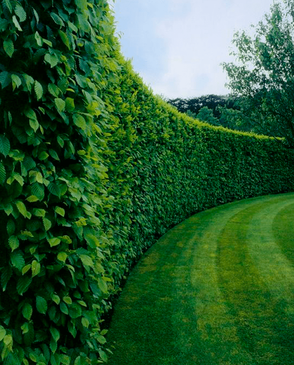 lux-garden-plante-pentru-gard-viu