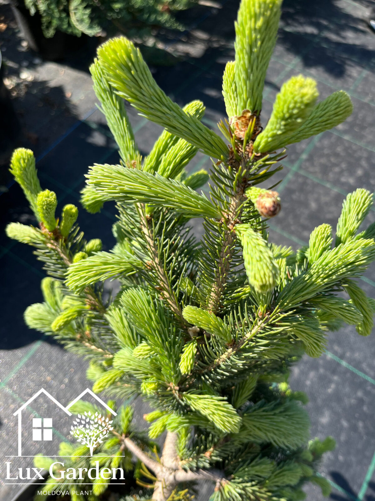 picea glauca pendula scaled picea glauca pendula scaled