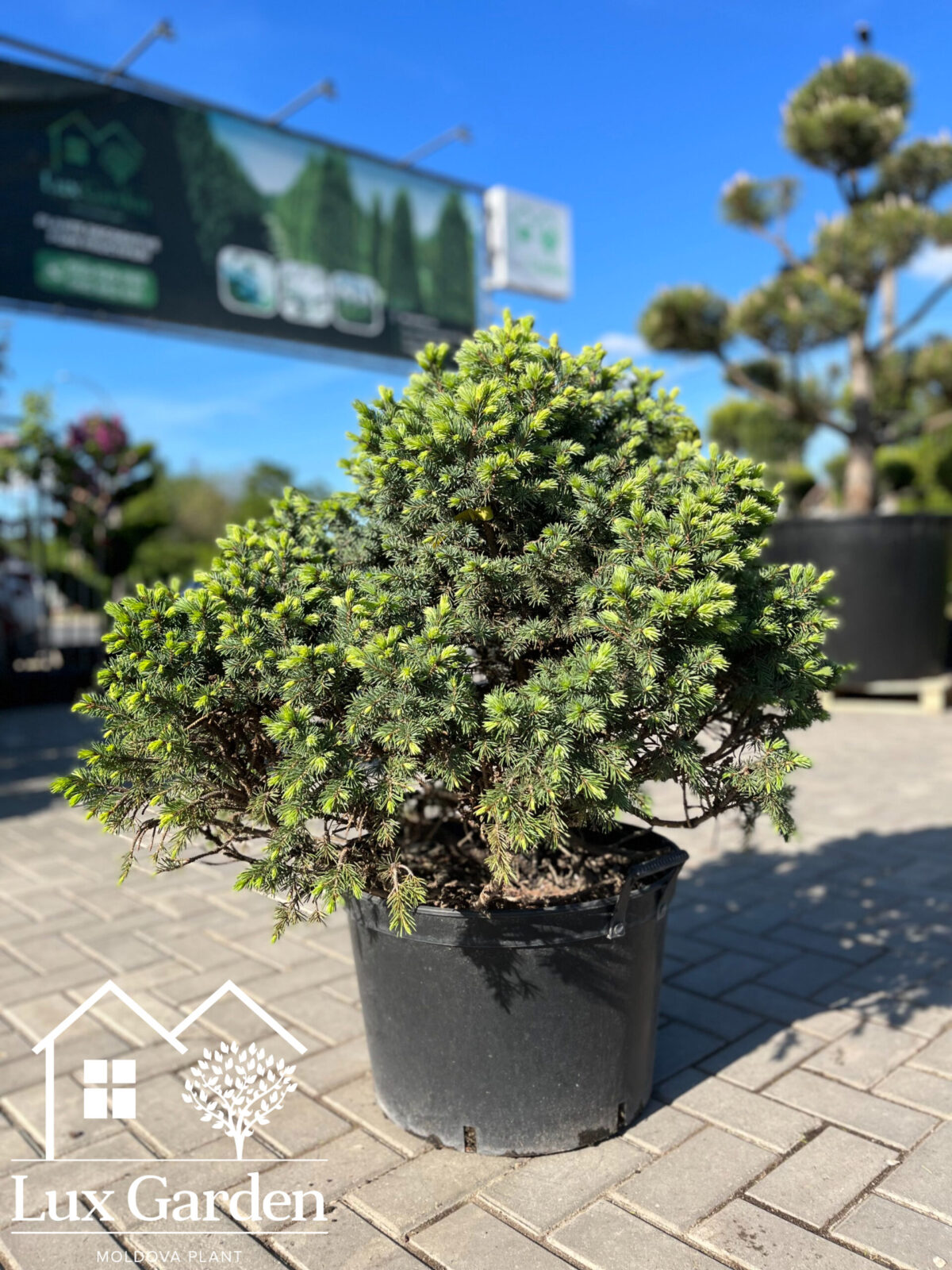 picea punges 1650 scaled picea punges 1650 scaled