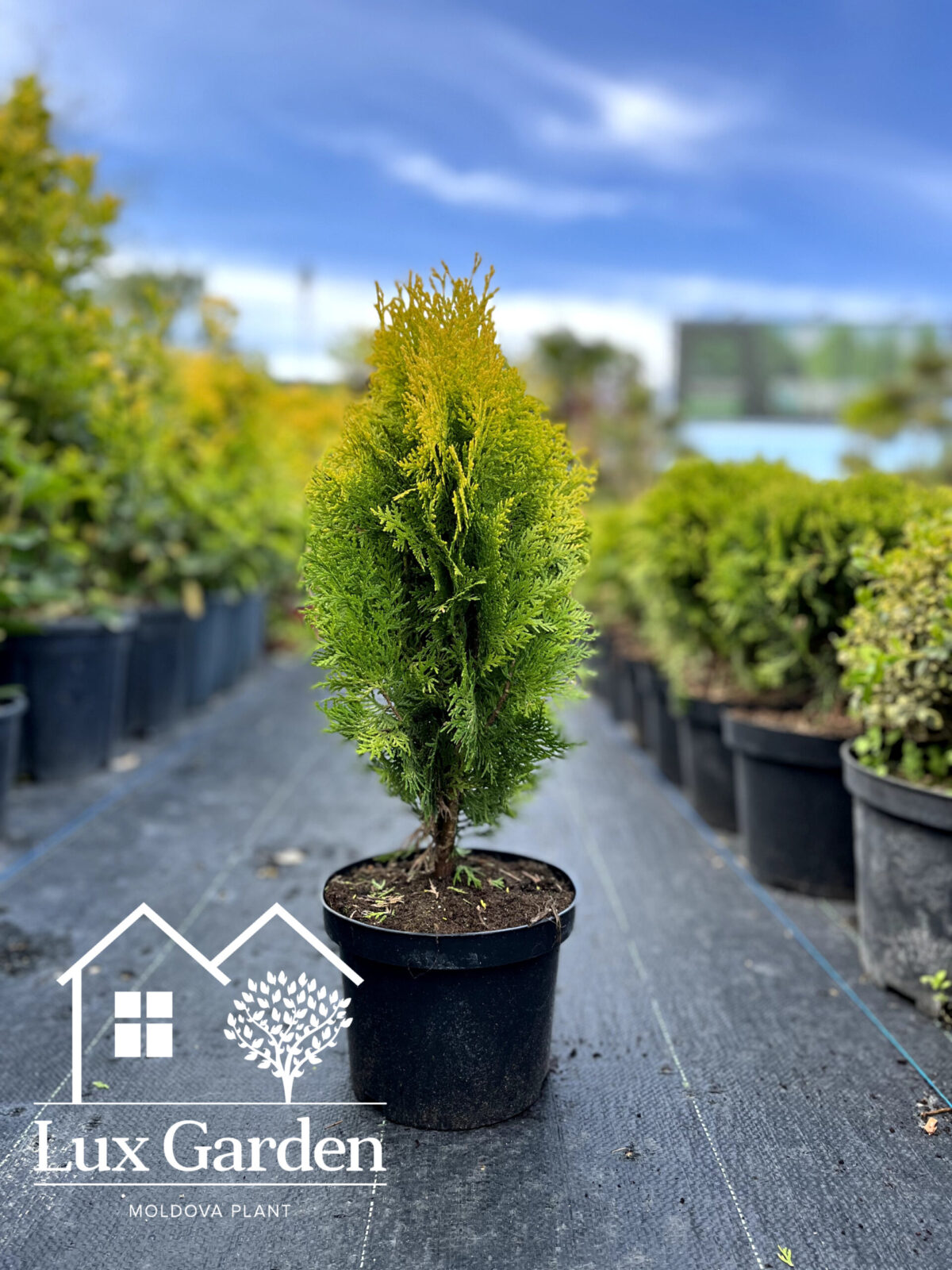 aurea-nana-platycladus-orientalis