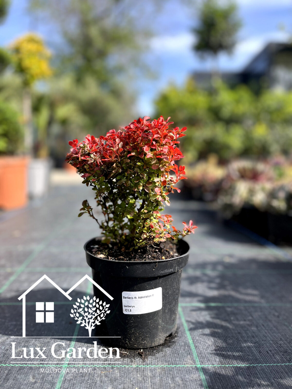 barbaris admiration lux garden scaled barbaris admiration lux garden scaled