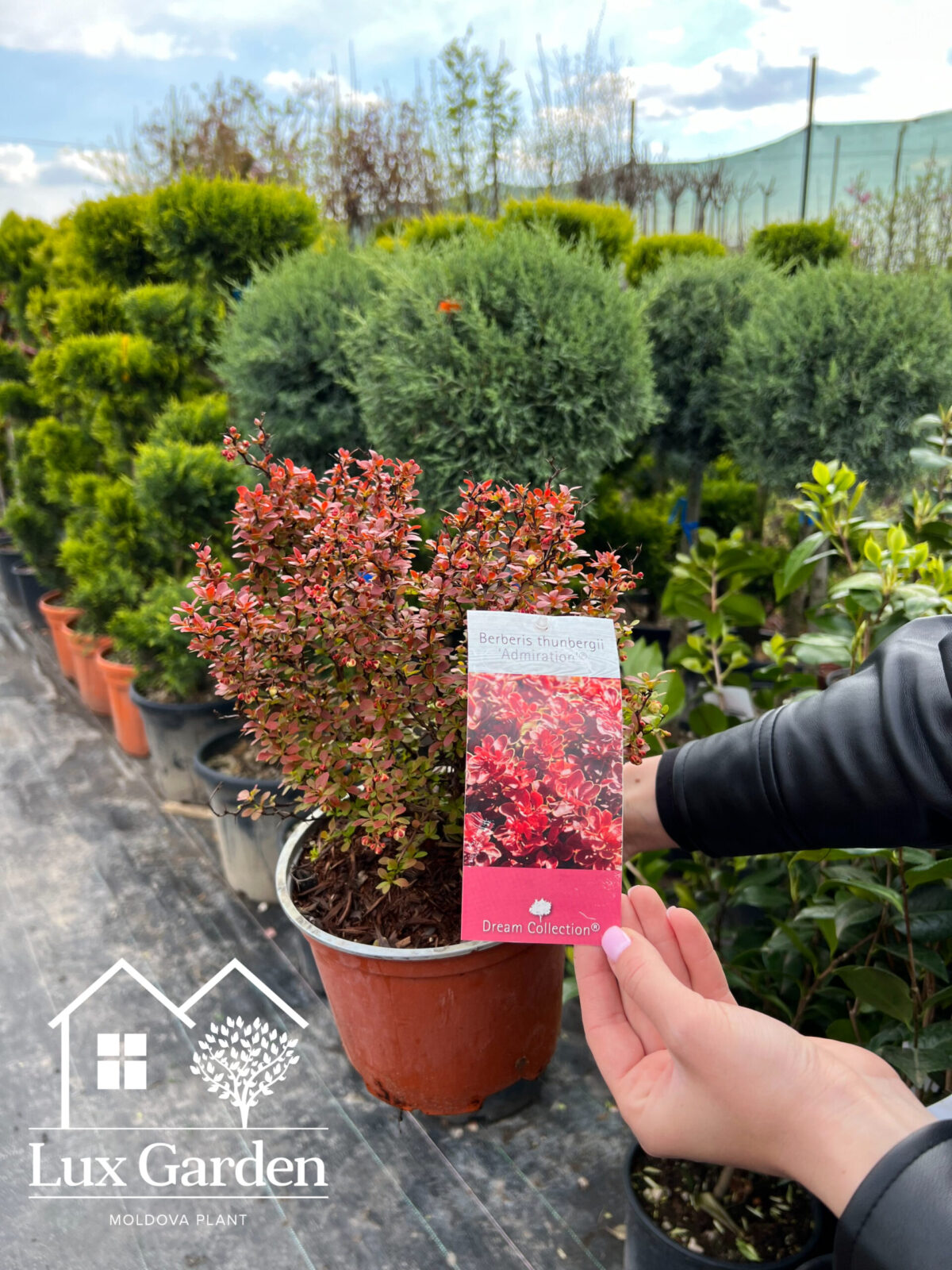 berberis admiration scaled berberis admiration scaled