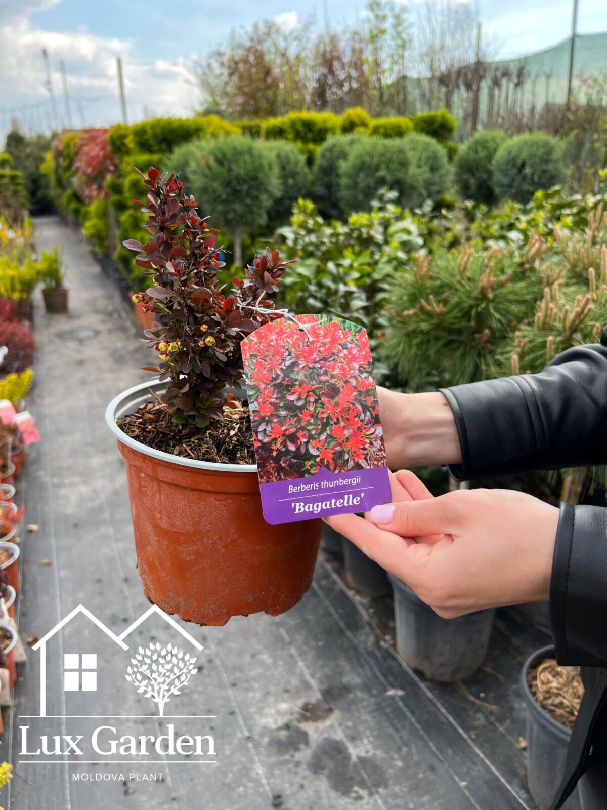 berberis bagatelle scaled berberis bagatelle scaled