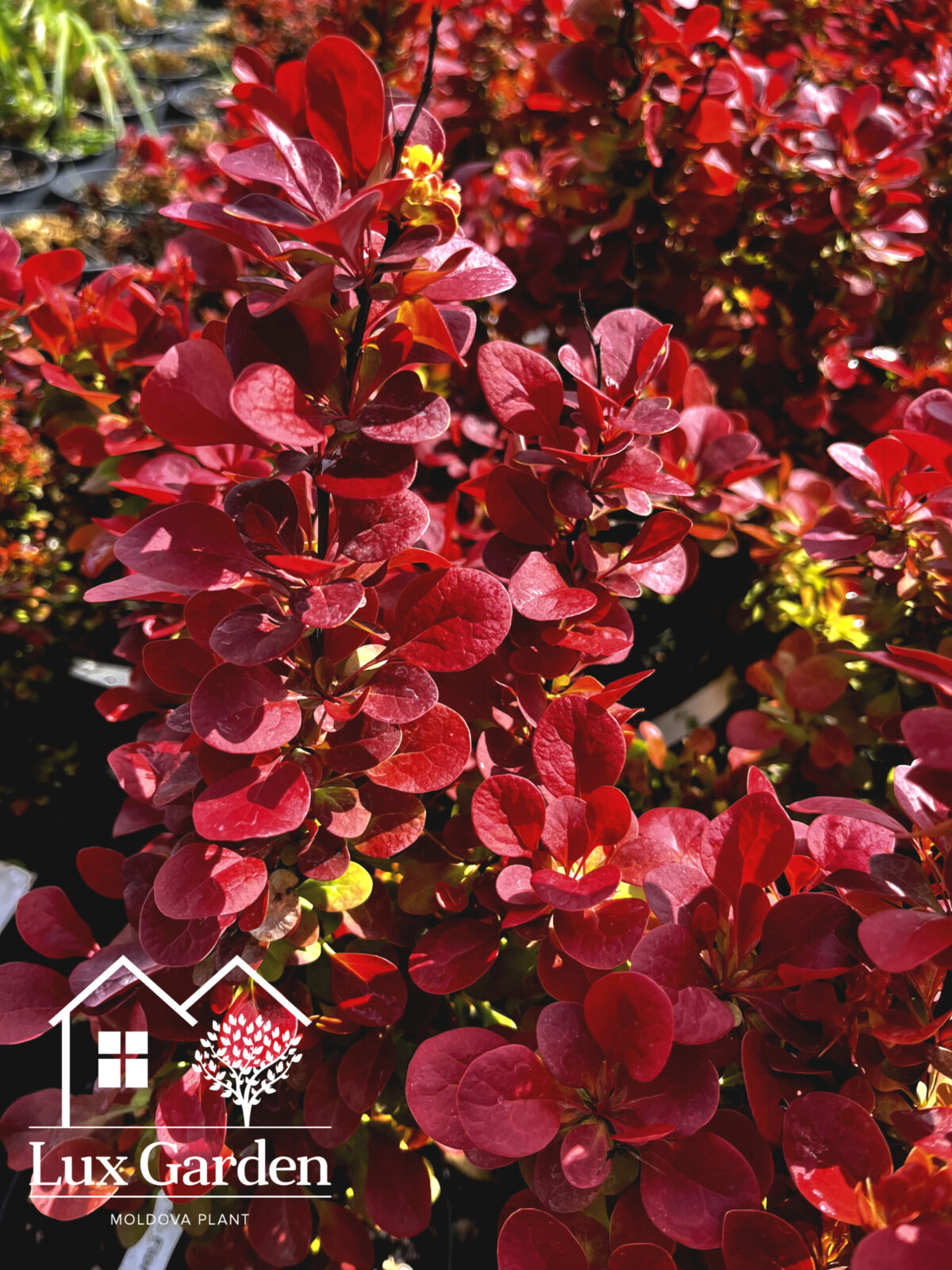 berberis florance scaled berberis florance scaled