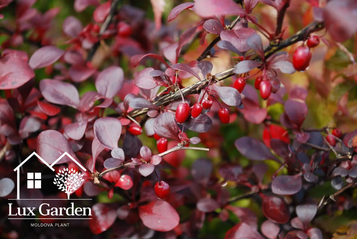 berberis red lady berberis red lady