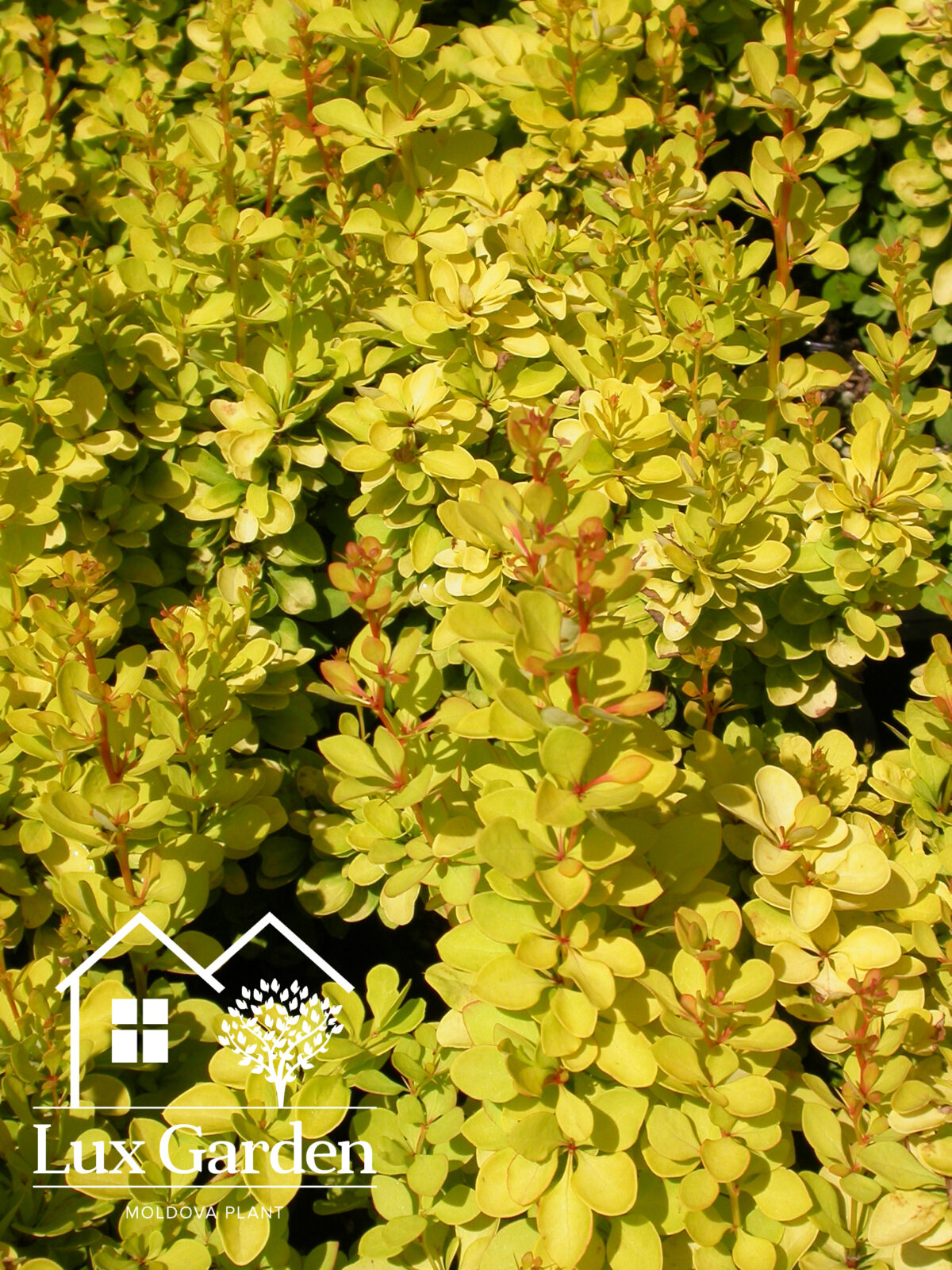 berberis thunbergii baria pbr berberis thunbergii baria pbr