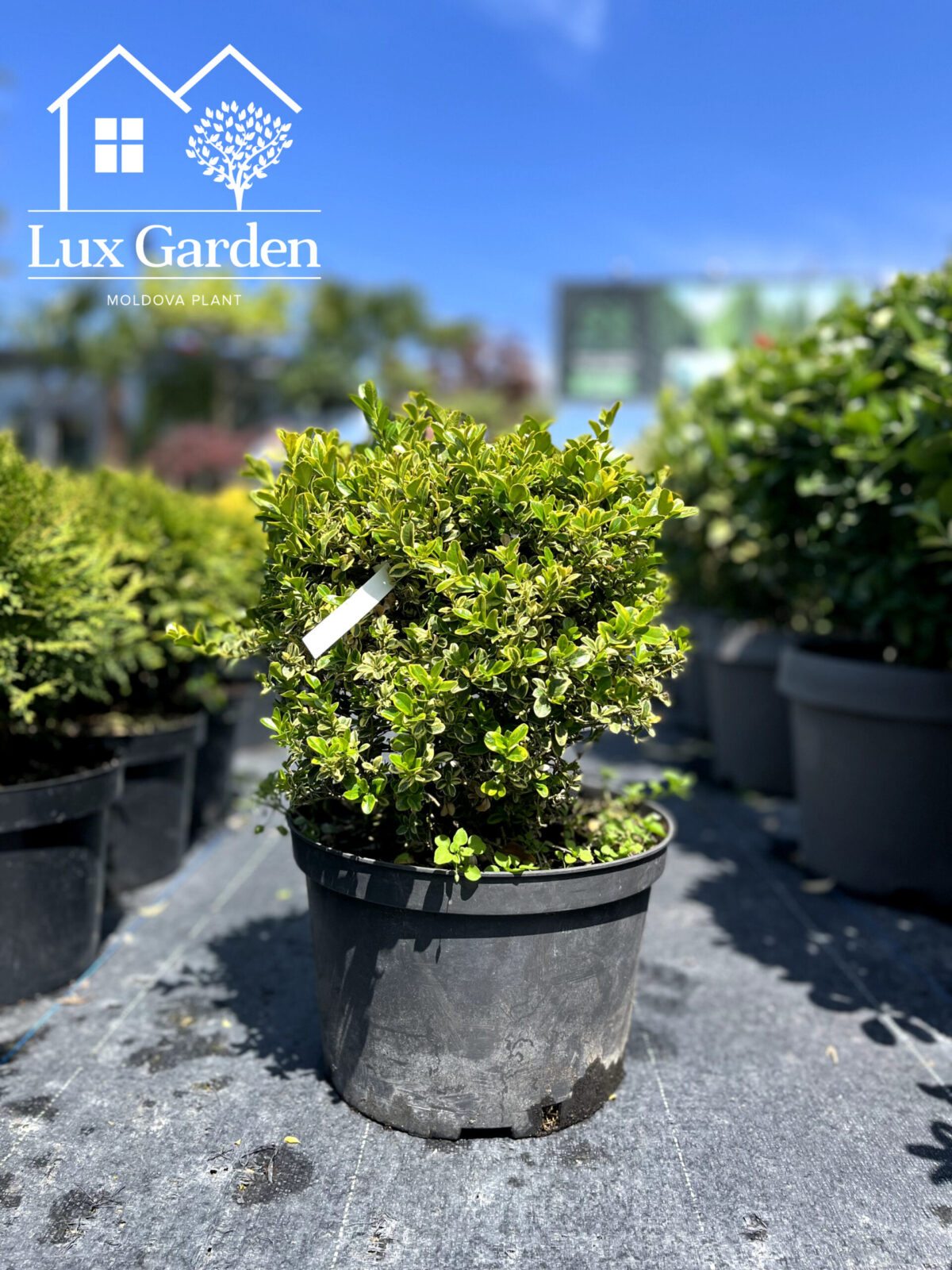 buxus globular 550 1 scaled buxus globular 550 1 scaled