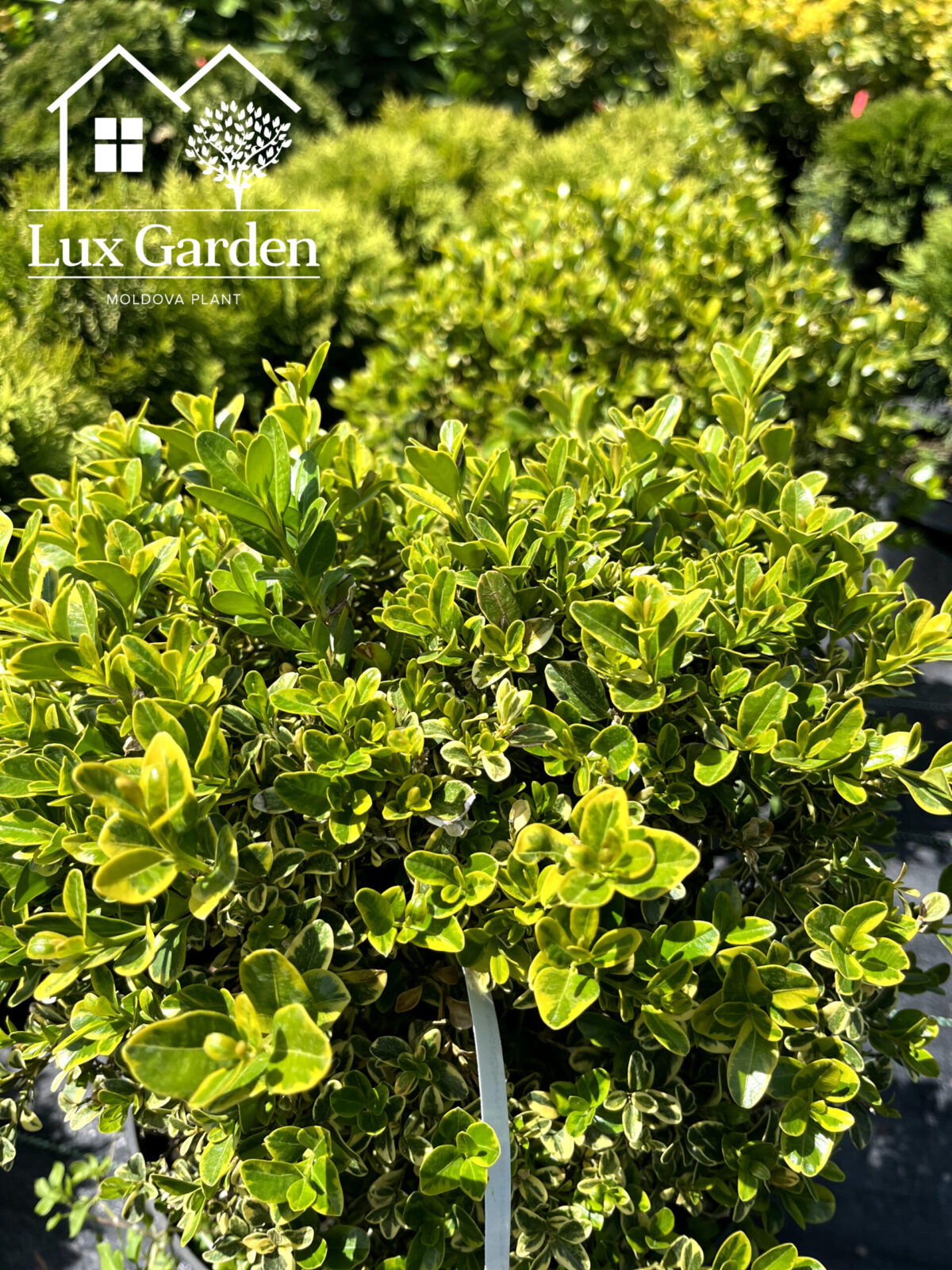 buxus globular 550 scaled buxus globular 550 scaled