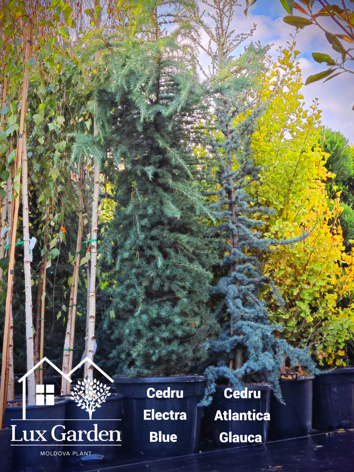 cedri lux garden scaled cedri lux garden scaled