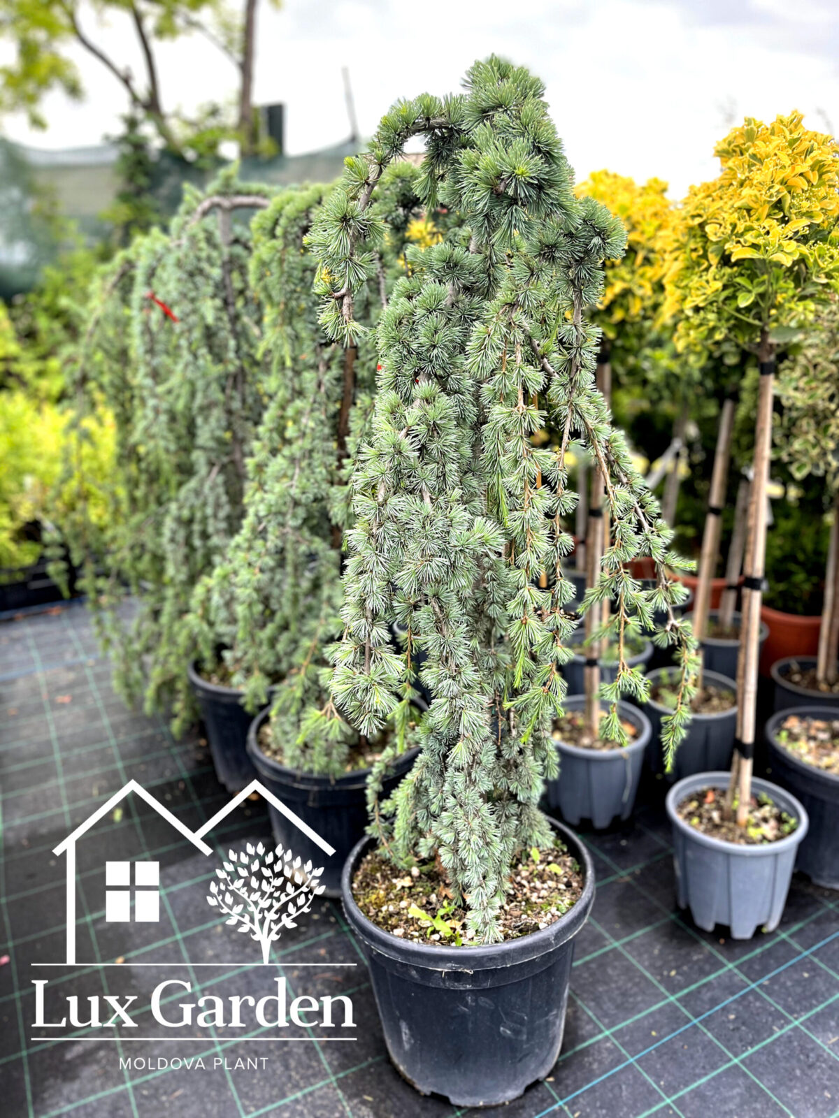 cedru atlantica pendula lux garden scaled cedru atlantica pendula lux garden scaled