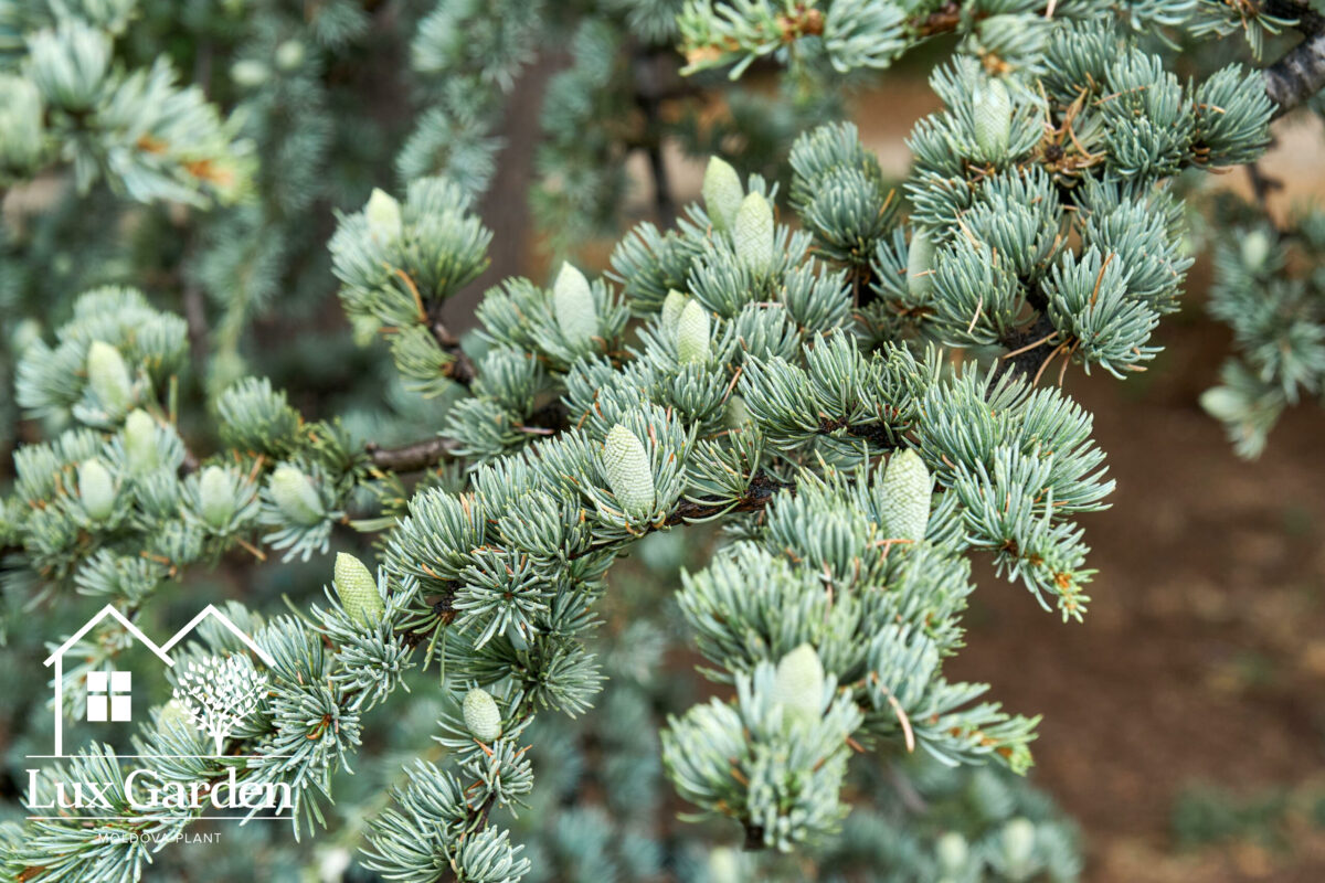 cedrus atlantica glauca 4850 1 cedrus atlantica glauca 4850 1